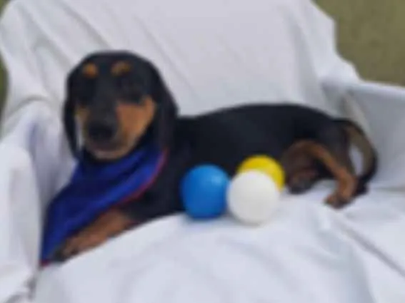 Cachorro ra a Daschund  idade 3 anos nome Spike 