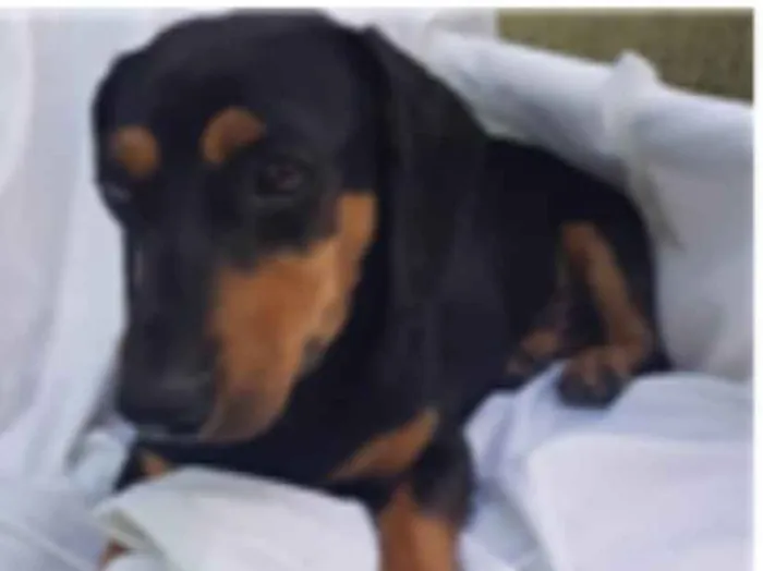 Cachorro ra a Daschund  idade 3 anos nome Spike 