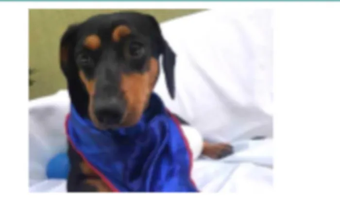 Cachorro ra a Daschund  idade 3 anos nome Spike 