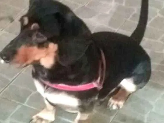 Cachorro ra a Daschund  idade 3 anos nome Spike 
