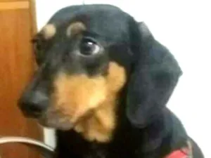 Cachorro raça Daschund  idade 3 anos nome Spike 