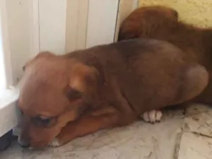 Cachorro raça Não definida  idade 2 a 6 meses nome Não Possui 