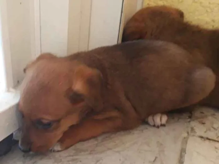 Cachorro ra a Não definida  idade 2 a 6 meses nome Não Possui 
