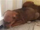 Cachorro raça Não definida  idade 2 a 6 meses nome Não Possui 