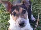 Cachorro raça Pastor alemão com rediriler  idade 2 a 6 meses nome Garoto