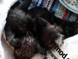 Gato raça  idade Abaixo de 2 meses nome sem nome