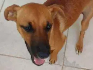 Cachorro raça SRD idade 1 ano nome Laila