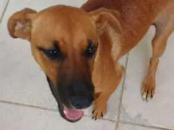 Cachorro ra a SRD idade 1 ano nome Laila