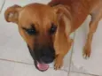Laila