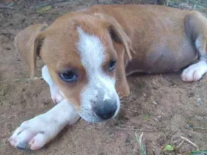 Cachorro raça SRD idade 2 a 6 meses nome Tico e Teco