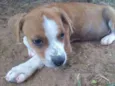 Tico e Teco