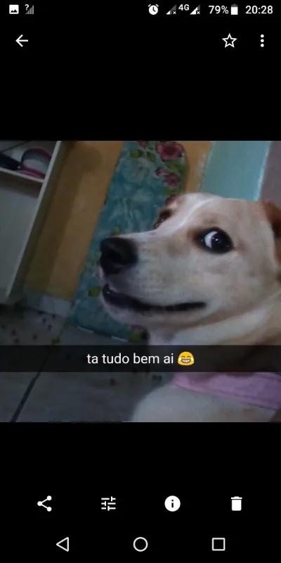 Cachorro ra a Desconhecido idade 2 anos nome Mel