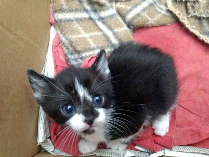 Gato ra a Srd idade 2 a 6 meses nome Patotinha