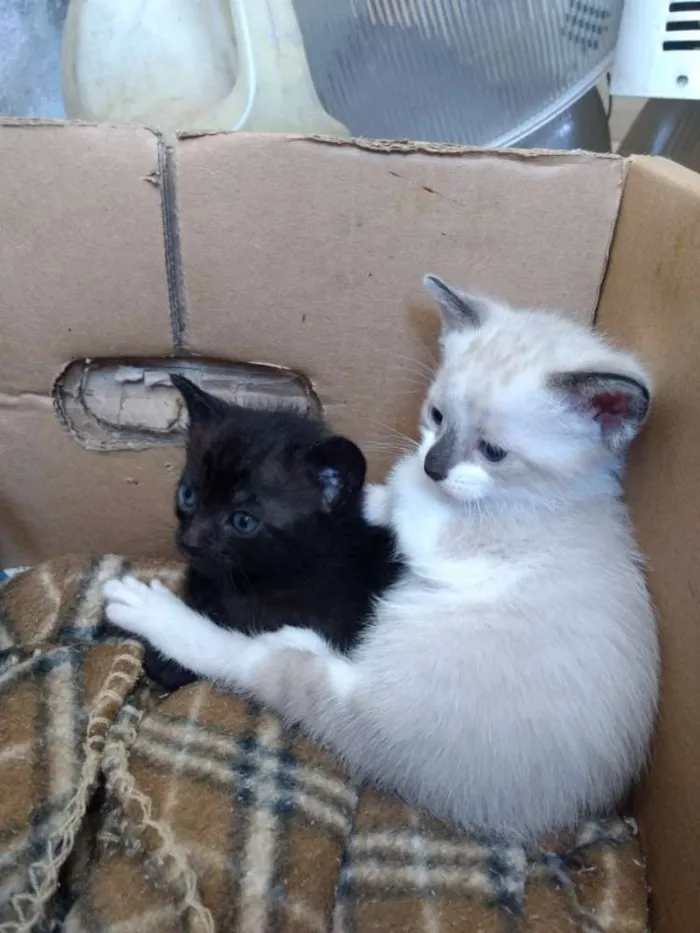 Gato ra a Srd idade 2 a 6 meses nome Patotinha
