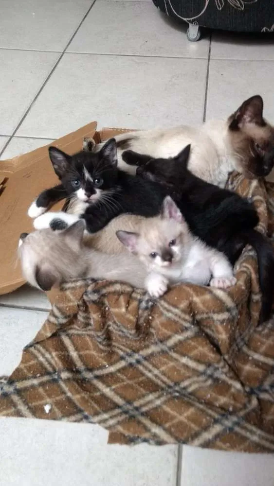 Gato ra a Srd idade 2 a 6 meses nome Patotinha