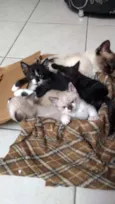 Patotinha