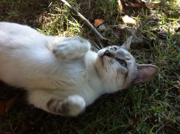 Gato ra a Siamês com srd idade 2 a 6 meses nome Cookie