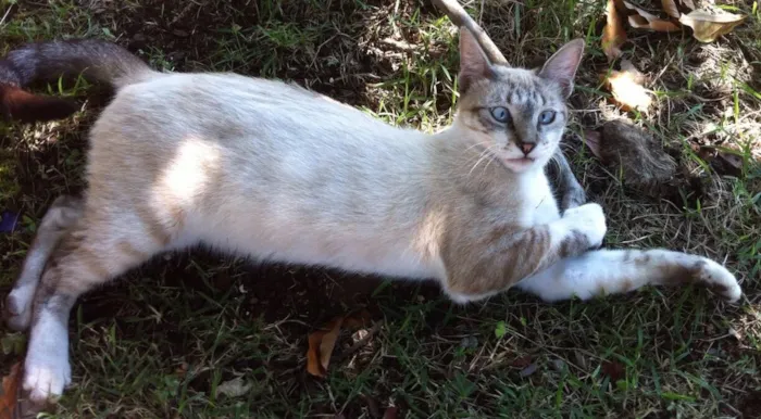 Gato ra a Siamês com srd idade 2 a 6 meses nome Cookie