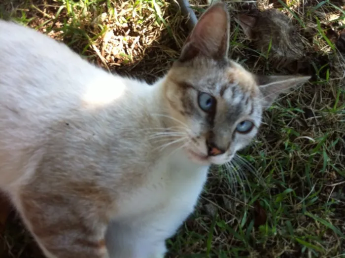 Gato ra a Siamês com srd idade 2 a 6 meses nome Cookie