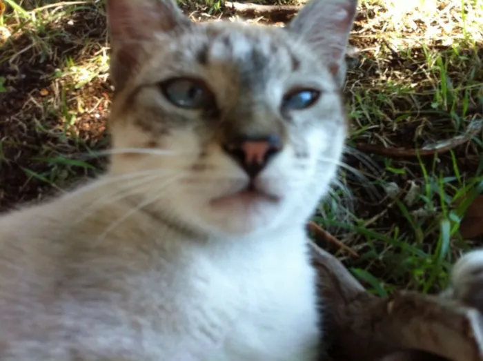 Gato ra a Siamês com srd idade 2 a 6 meses nome Cookie