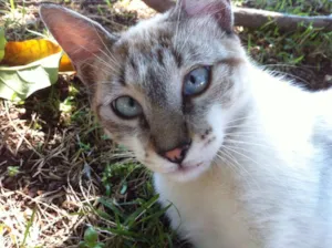 Gato raça Siamês com srd idade 2 a 6 meses nome Cookie