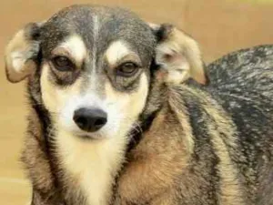 Cachorro raça  idade 5 anos nome Jane