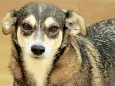 Cachorro raça  idade 5 anos nome Jane