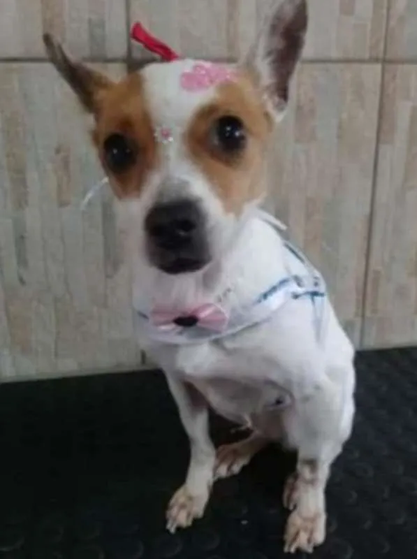 Cachorro raça SRD idade 3 anos nome femea luiz