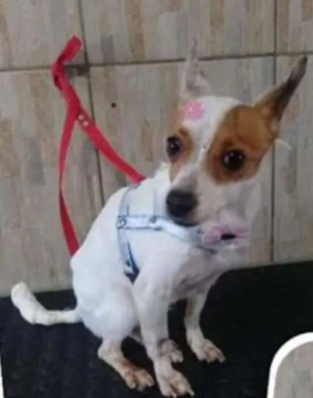 Cachorro raça SRD idade 3 anos nome femea luiz