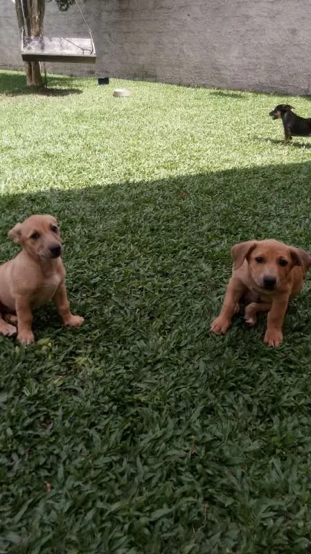 Cachorro raça indefinida idade Abaixo de 2 meses nome sem nome