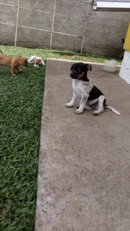 Cachorro raça indefinida idade Abaixo de 2 meses nome sem nome