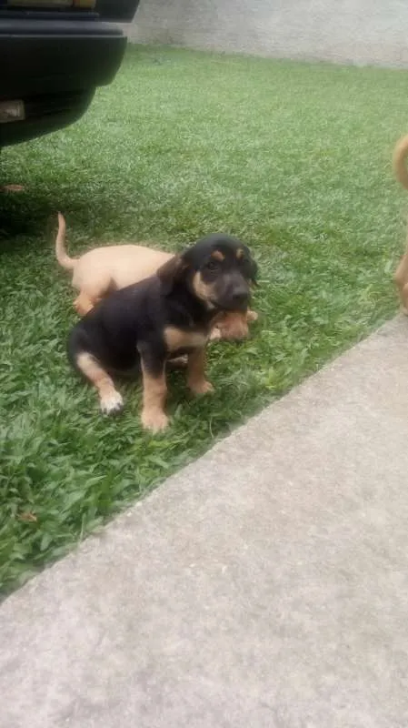 Cachorro raça indefinida idade Abaixo de 2 meses nome sem nome