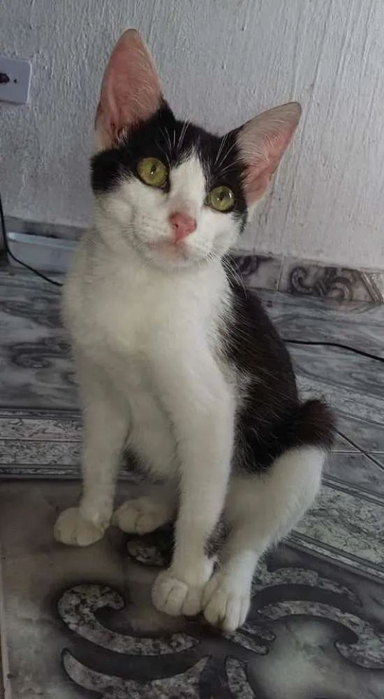 Gato ra a Indefinido idade 2 a 6 meses nome Boo e Yang 