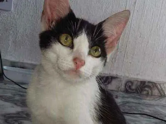 Gato ra a Indefinido idade 2 a 6 meses nome Boo e Yang 