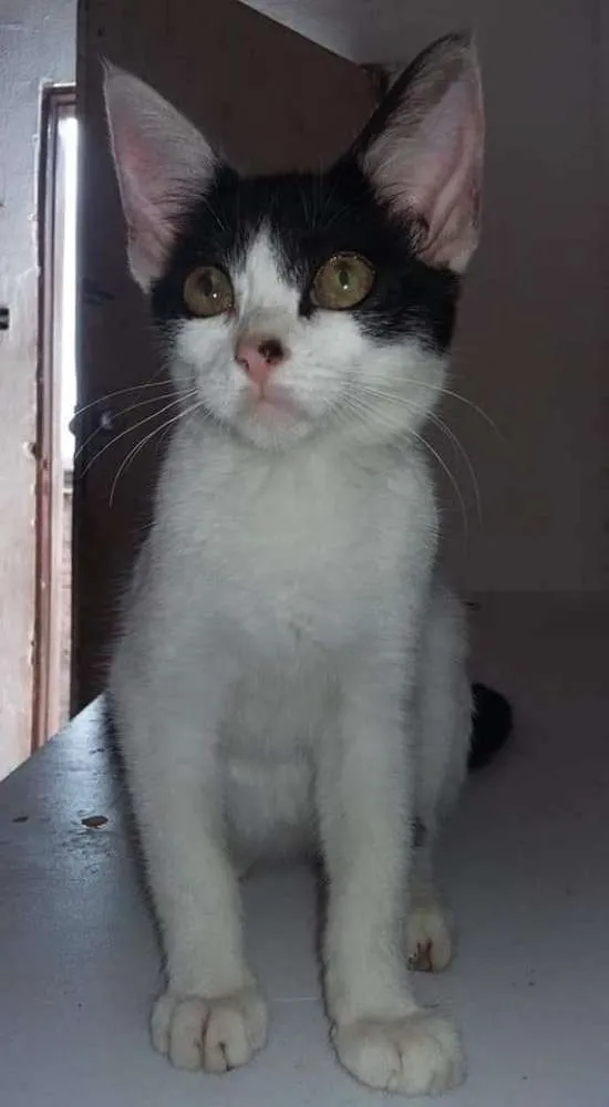 Gato ra a Indefinido idade 2 a 6 meses nome Boo e Yang 