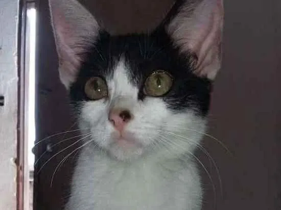 Gato ra a Indefinido idade 2 a 6 meses nome Boo e Yang 