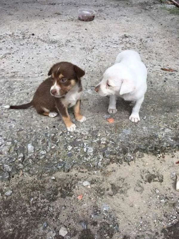 Cachorro raça SRD idade 2 a 6 meses nome filhotes tais
