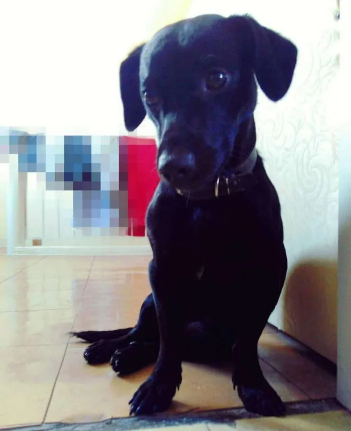 Cachorro ra a SRD idade 3 anos nome Saymon