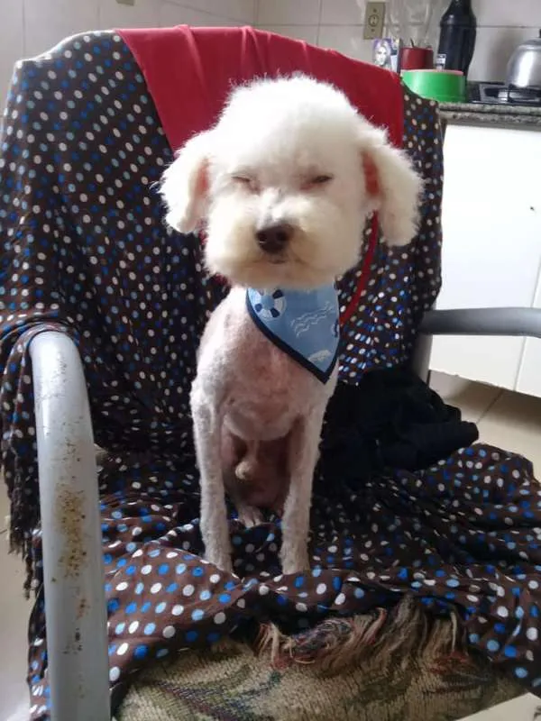 Cachorro ra a Poodle Toy idade 1 ano nome Poodle Ana