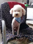 Poodle Ana