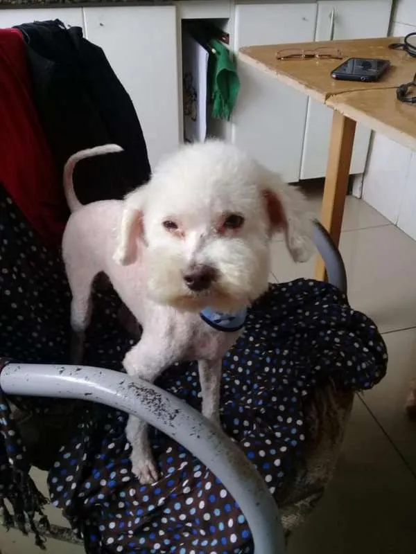 Cachorro ra a Poodle Toy idade 1 ano nome Poodle Ana