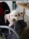 Poodle Ana