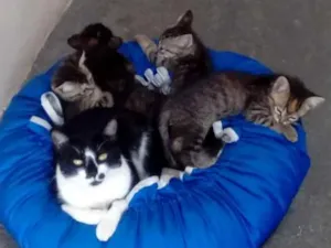 Gato raça SRD idade 2 a 6 meses nome punk
