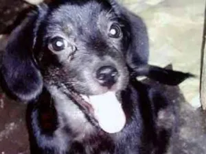 Cachorro raça SRD idade 2 a 6 meses nome Filhotas Tati Leiria