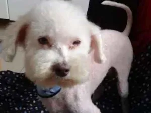 Cachorro raça Poodle Toy idade 1 ano nome Poodle Ana