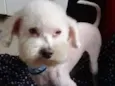 Poodle Ana