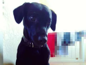 Cachorro raça SRD idade 3 anos nome Saymon
