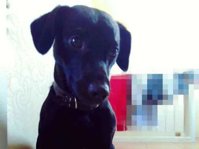 Cachorro ra a SRD idade 3 anos nome Saymon