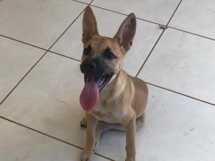 Cachorro ra a  idade  nome Não tem nome
