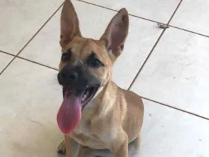 Cachorro raça  idade  nome Não tem nome